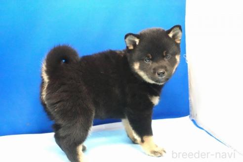 販売中の愛知県の柴犬-377487